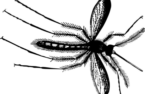 How to Control Gnats (Black Flies)