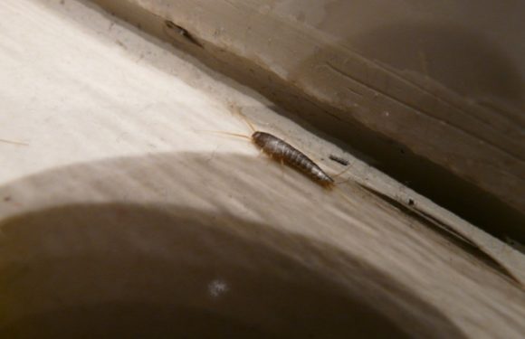 How to Control Silverfish
