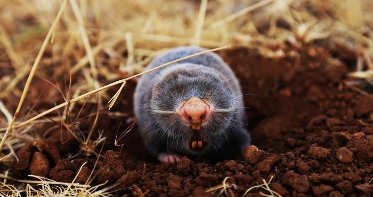 How to Control Moles and Gophers