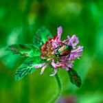 How to Control Japanese Beetles
