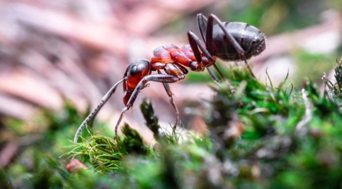 How to Control Fire Ants